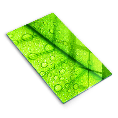 Proteção para placa de indução Close-up de uma folha