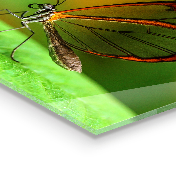 Backsplash cozinha Borboleta em uma folha