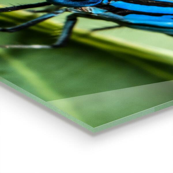 Painel para cozinha Libélula em uma folha