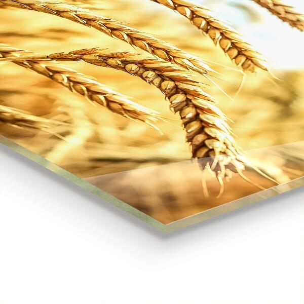 Painel cozinha Detalhes da Flor Rosa Natureza