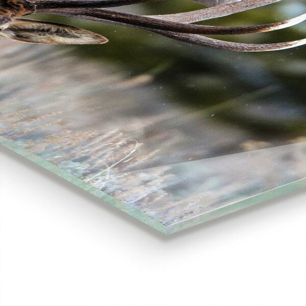 Backsplash cozinha Vida selvagem dos cervos