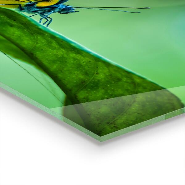 Painel para cozinha Borboleta descansando em uma folha